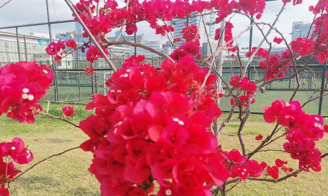 花语百样红下一句是什么？这句诗的完整内容是什么？