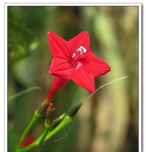 五角星花什么花语？五角星花代表了什么？