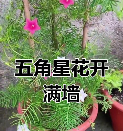 五角星花什么花语？五角星花代表了什么？