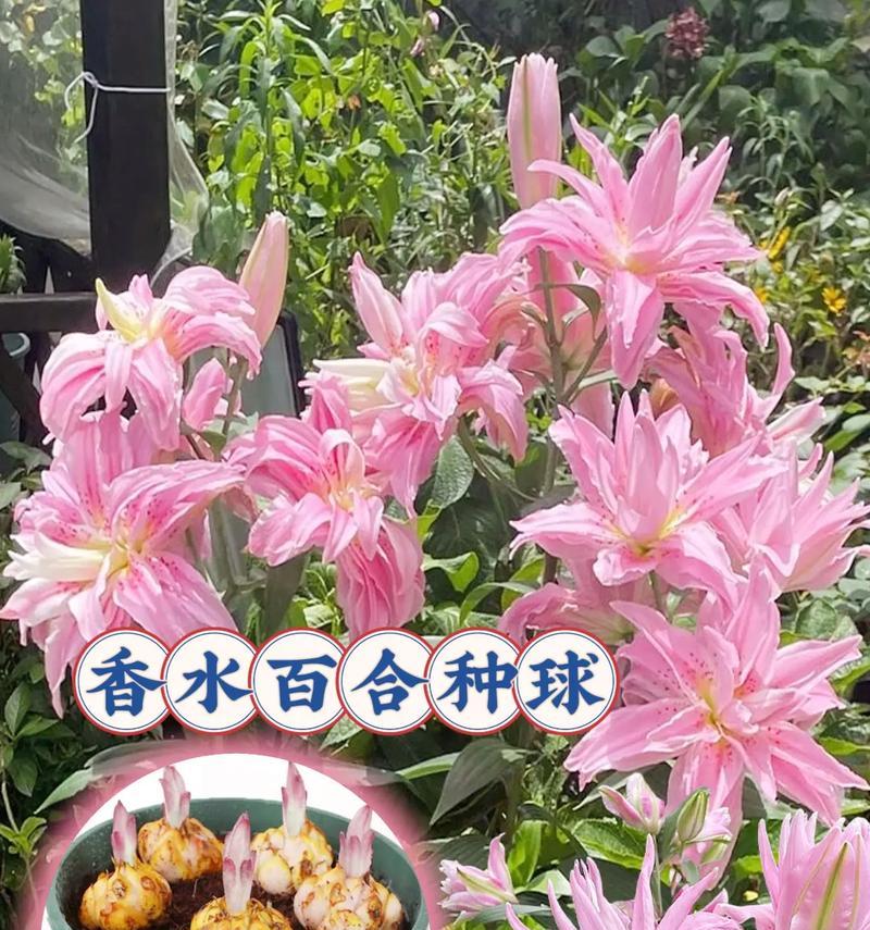 黄白百合花的花语是什么？黄白色百合花的象征意义是什么？