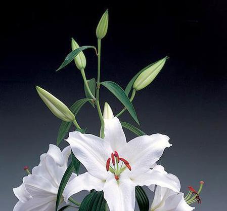 黄白百合花的花语是什么？黄白色百合花的象征意义是什么？
