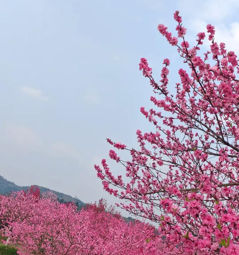 什么样的花语能让人一眼就爱上？它们通常代表什么？