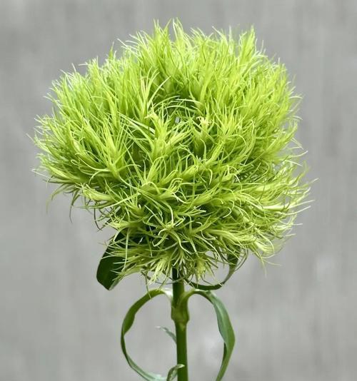 绿色须苞石竹的花语是什么？它在花语中代表了什么？