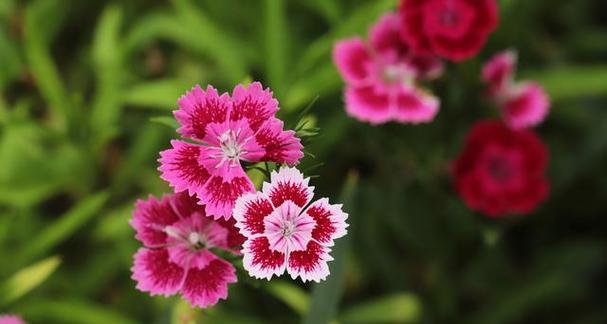 绿色须苞石竹的花语是什么？它在花语中代表了什么？