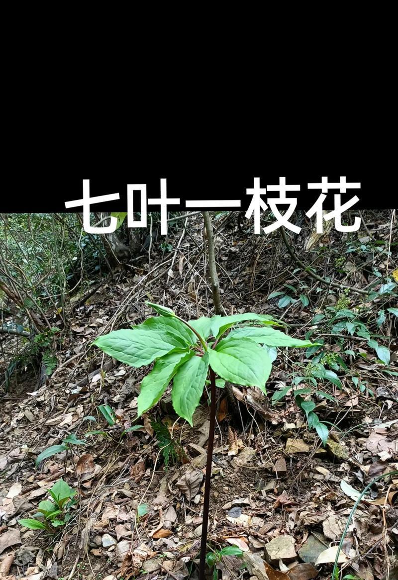 万重山的花语寓意是什么？代表了什么？