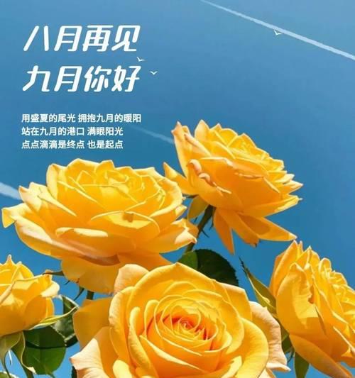 九月的生辰花是什么？它的花语是什么？