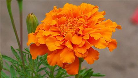 九月的生辰花是什么？它的花语是什么？