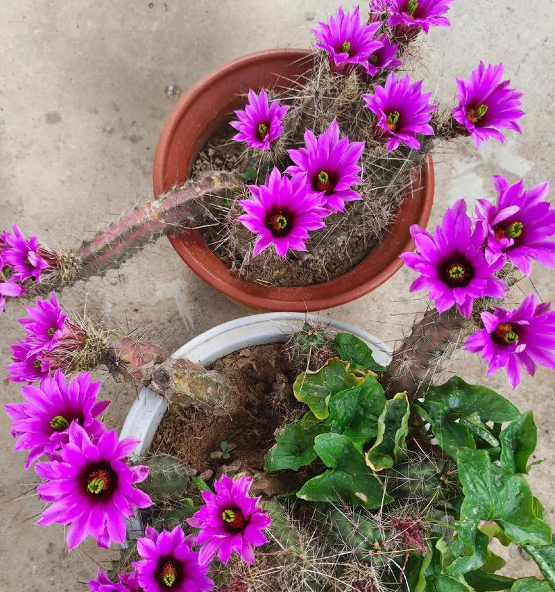 一枝花和两支花的花语有何不同？如何选择合适的数量？