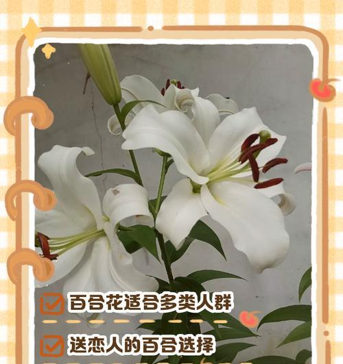 百合花一朵的花语有何含义？如何用一朵百合表达情感？