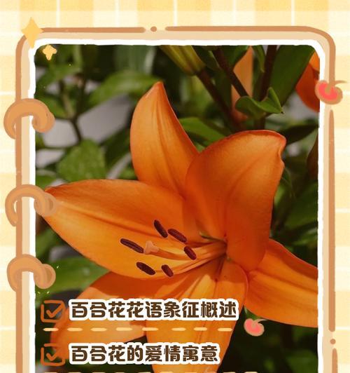 百合花在日本的花语有何不同？它承载了哪些文化意义？