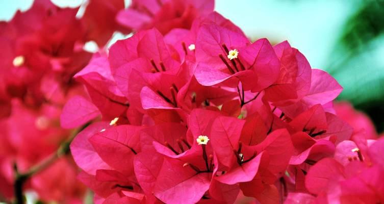三角梅开花时的花语是什么？它象征着什么？