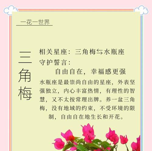 三角梅开花时的花语是什么？它象征着什么？