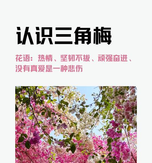 三角梅开花时的花语是什么？它象征着什么？