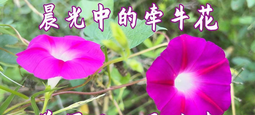 牵牛花的花语和象征是什么？它有什么特别含义？
