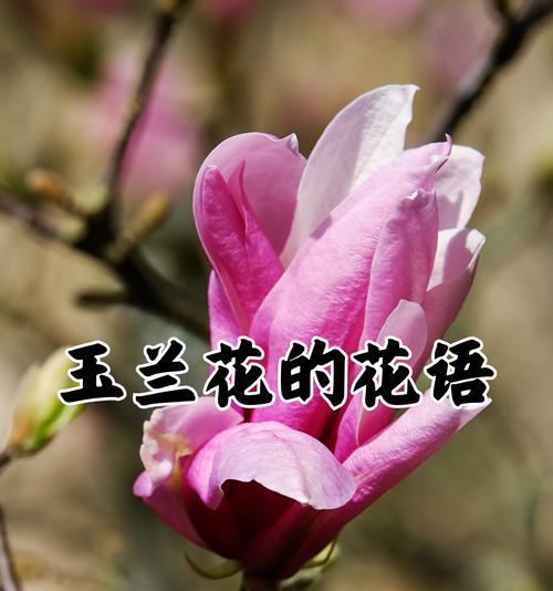 花的花语是什么意思？花语通常表达什么？