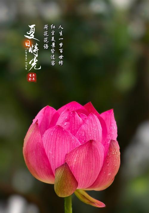 荷花的花语是什么？它象征着什么？