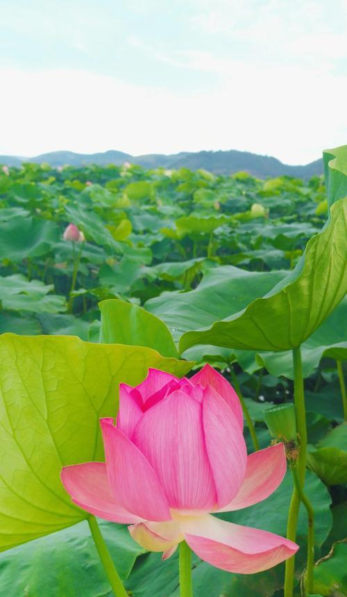 荷花的花语是什么？它象征着什么？