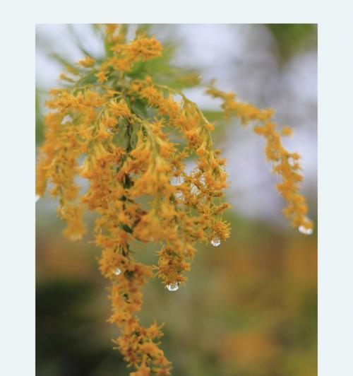 加拿大一枝花的花语是什么？它有什么特别含义？