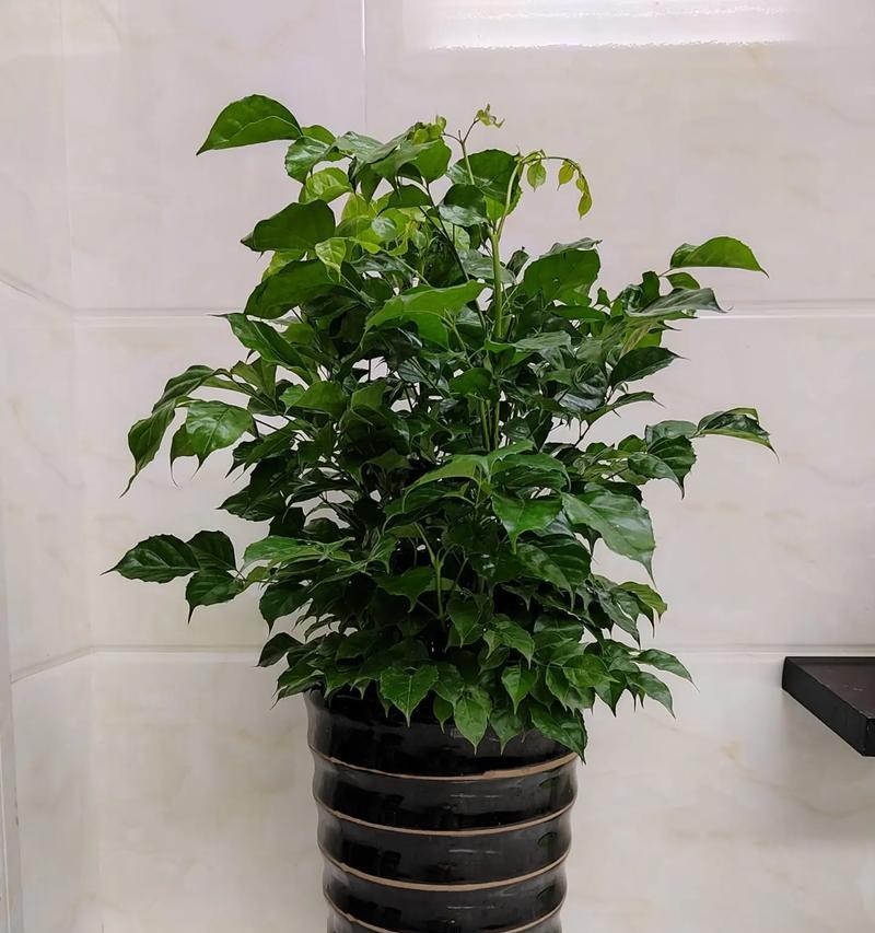 幸福树的花语是什么？它象征着怎样的幸福？
