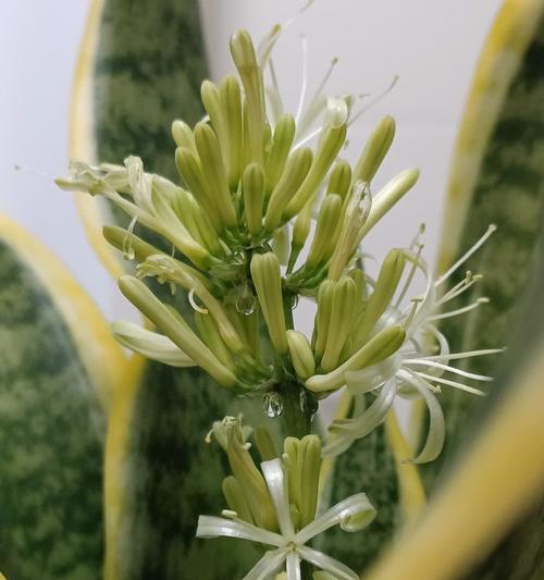 虎皮兰的花语是什么？它有哪些独特的寓意？