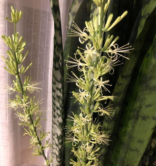 虎皮兰的花语是什么？它有哪些独特的寓意？