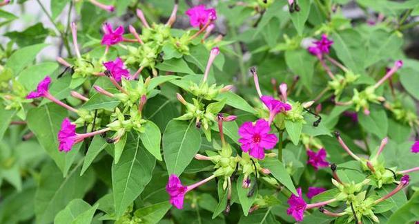 紫茉莉的花语及介绍是什么？它有哪些独特的特点？