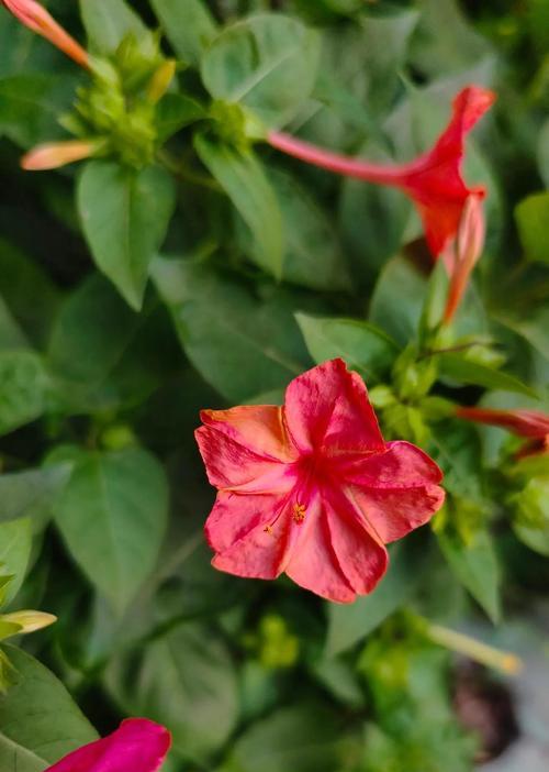 紫茉莉的花语及介绍是什么？它有哪些独特的特点？