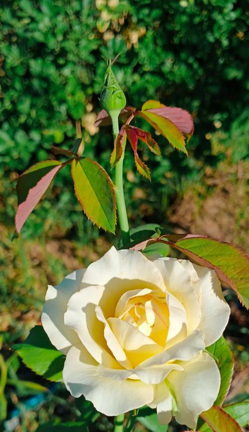 白色月季花语是什么？它象征着怎样的纯洁与爱？