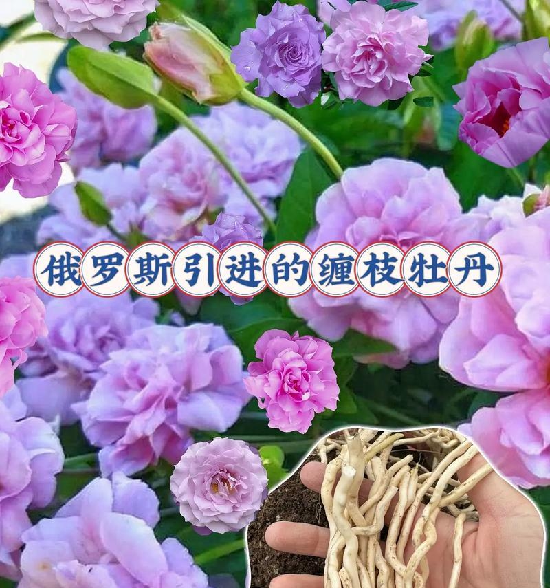 紫色牡丹花语是什么？它代表了怎样的富贵与美丽？