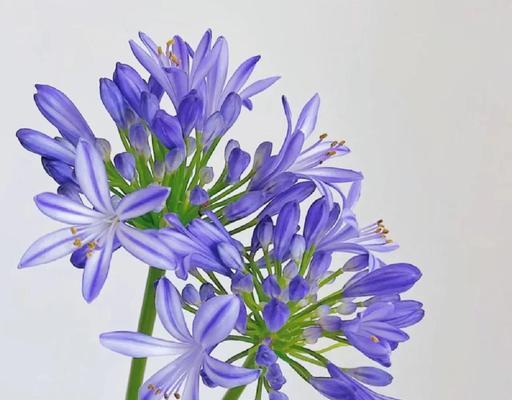 哪些植物的花语是多子多福？