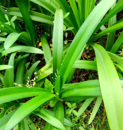 哪些植物的花语是多子多福？