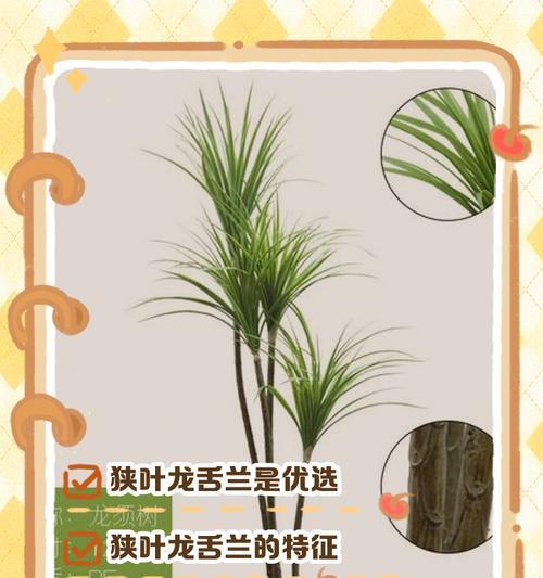 龙舌兰的花语及其寓意是什么？