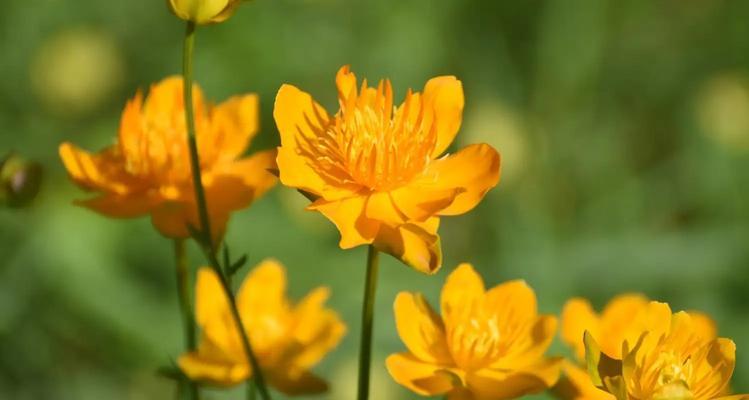 金莲花的花语有何特别之处？