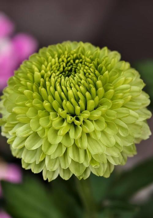 绿色菊花花语的花语是什么？