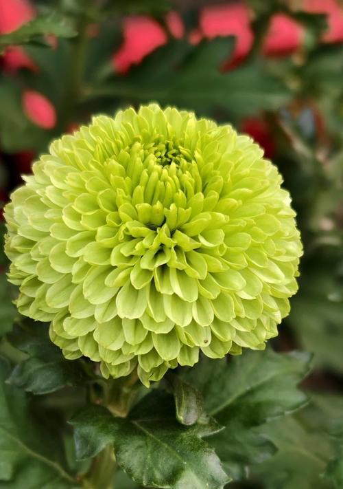 绿色菊花花语的花语是什么？