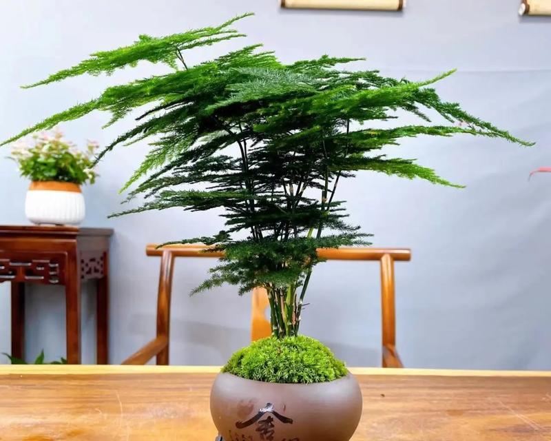 文竹品种有哪些？文竹品种如何选择？