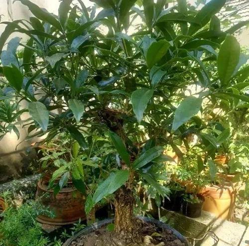 桂花在北方如何过冬？过冬技巧有哪些？