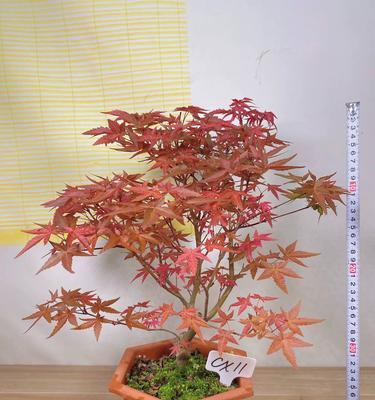 红枫盆景种植需要注意哪些要点？