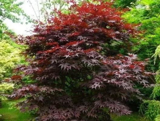 红枫盆景种植需要注意哪些要点？
