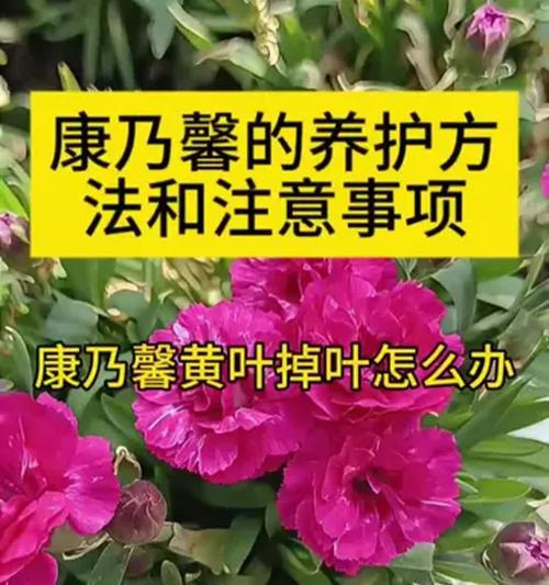 康乃馨花的养殖技巧有哪些？