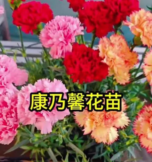 康乃馨花的养殖技巧有哪些？