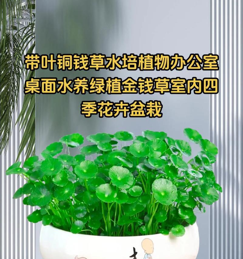 水养植物的养护要点是什么？怎样才能养好水养植物？