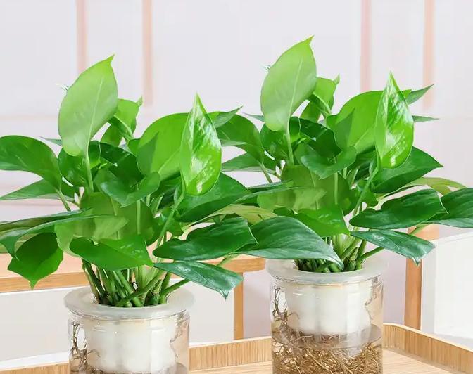 水养植物的养护要点是什么？怎样才能养好水养植物？