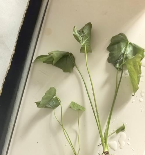 水养植物的养护要点是什么？怎样才能养好水养植物？