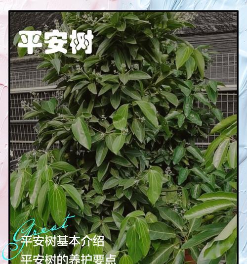 平安树的正确养护方法有哪些？