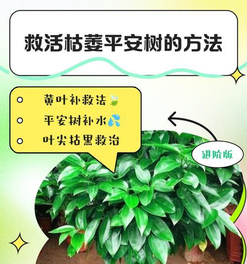 平安树的正确养护方法有哪些？
