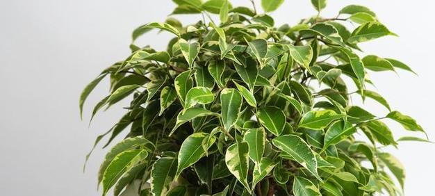 平安树的正确养护方法有哪些？