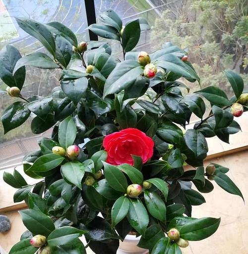好养花期长的花有哪些？它们适合哪些环境？