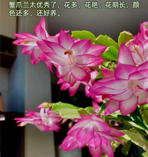 好养花期长的花有哪些？它们适合哪些环境？