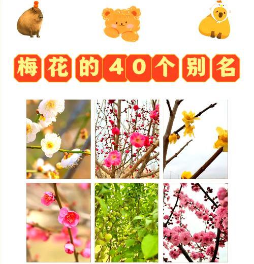 梅花树种植的最佳季节和步骤是什么？